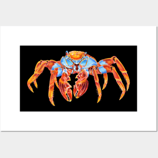 Sally Lightfoot Crab Posters and Art